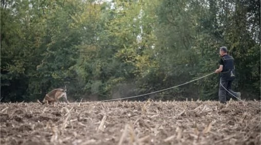 Pastore Belga Malinois femmina in vendita | Foto 4