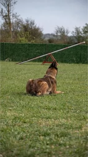 Pastore Belga Malinois femmina in vendita