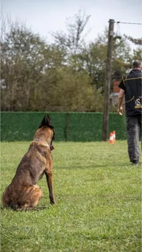 Pastore Belga Malinois femmina in vendita | Foto 3