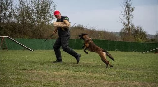 Pastore Belga Malinois femmina in vendita | Foto 1