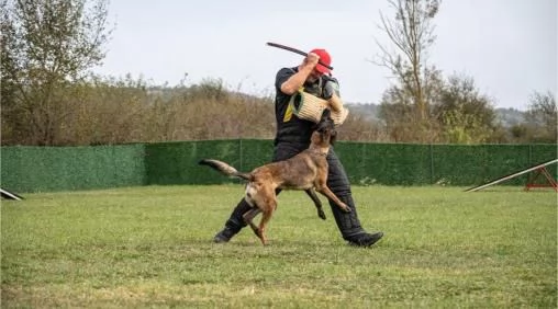Pastore Belga Malinois femmina in vendita | Foto 0
