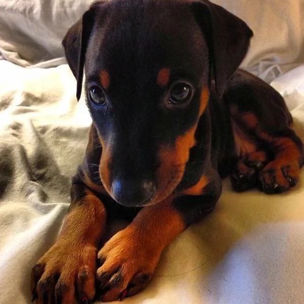 Cuccioli dobermann | Foto 6