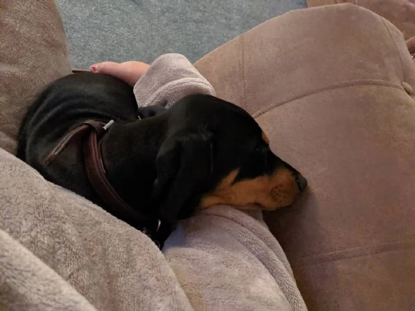 Cuccioli dobermann | Foto 3