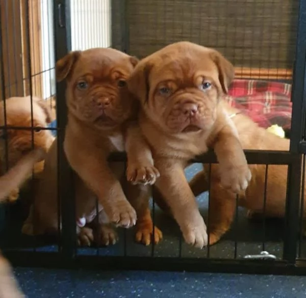 cuccioli di dogue de bordeaux. | Foto 6