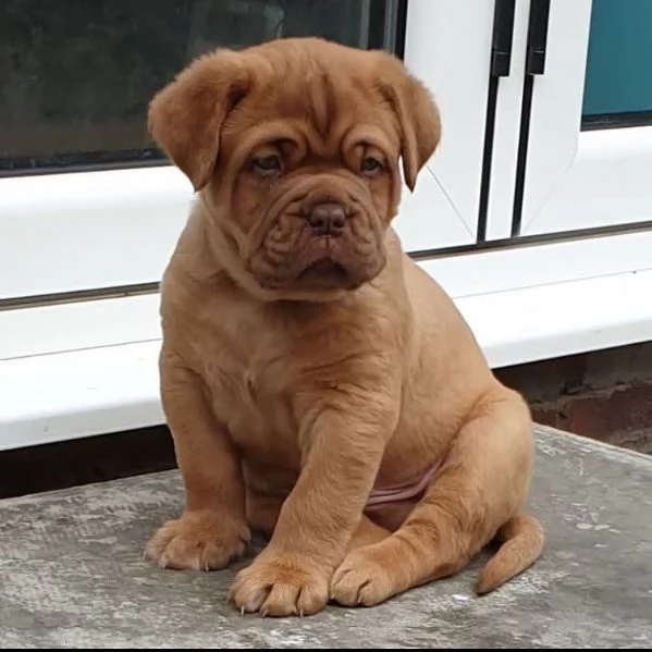 cuccioli di dogue de bordeaux. | Foto 5