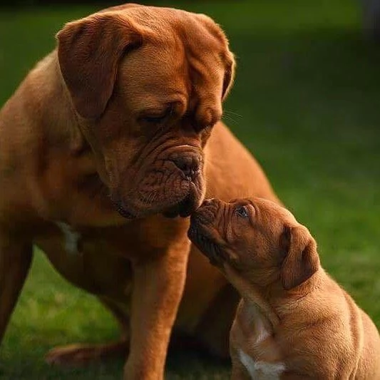 cuccioli di dogue de bordeaux.