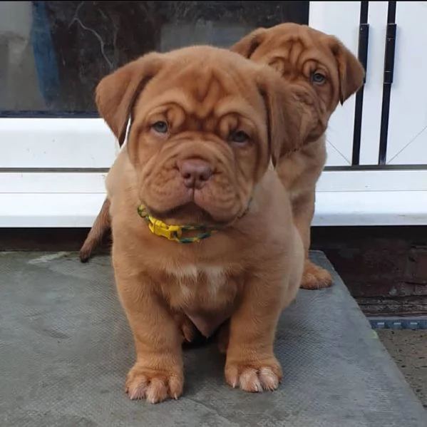 cuccioli di dogue de bordeaux. | Foto 4