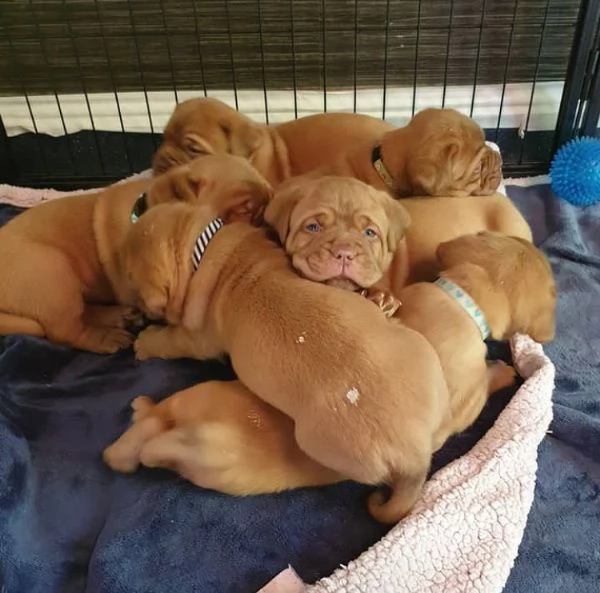 cuccioli di dogue de bordeaux. | Foto 3