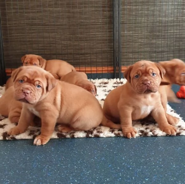 cuccioli di dogue de bordeaux. | Foto 2