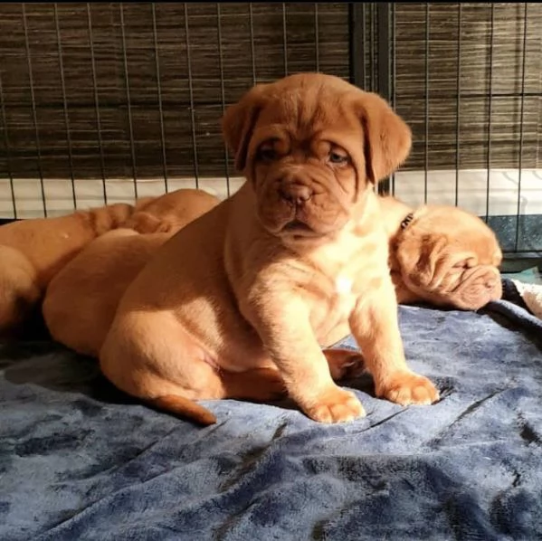 cuccioli di dogue de bordeaux. | Foto 0