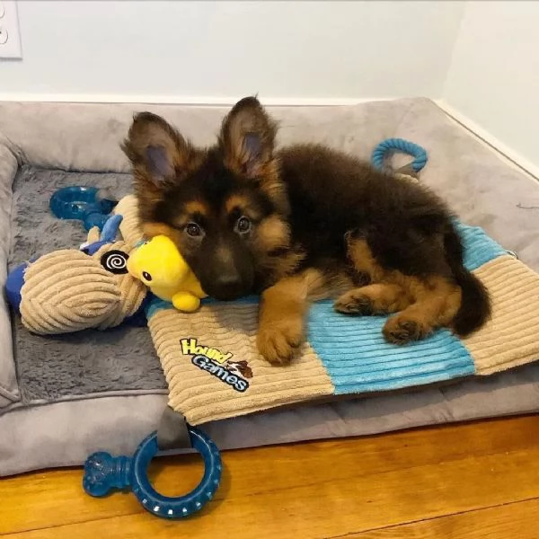 Cuccioli di pastore tedesco | Foto 6