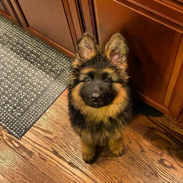 Cuccioli di pastore tedesco | Foto 5