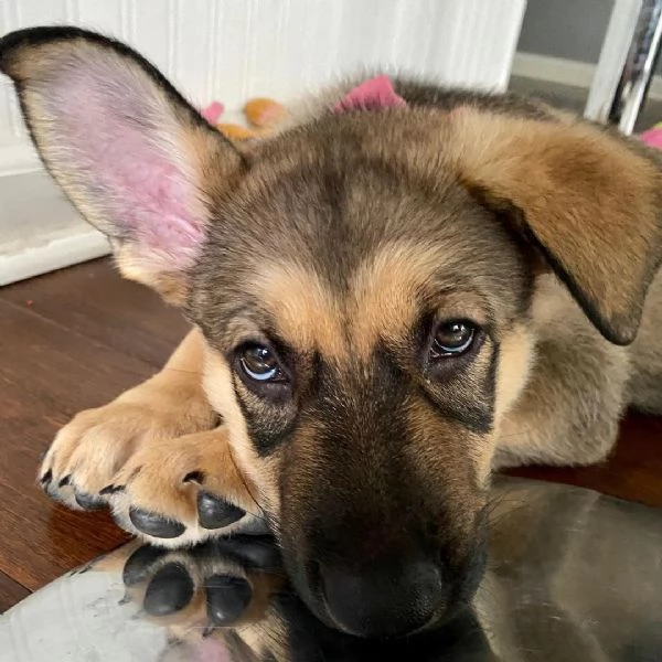 Cuccioli di pastore tedesco