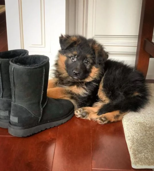 Cuccioli di pastore tedesco | Foto 4