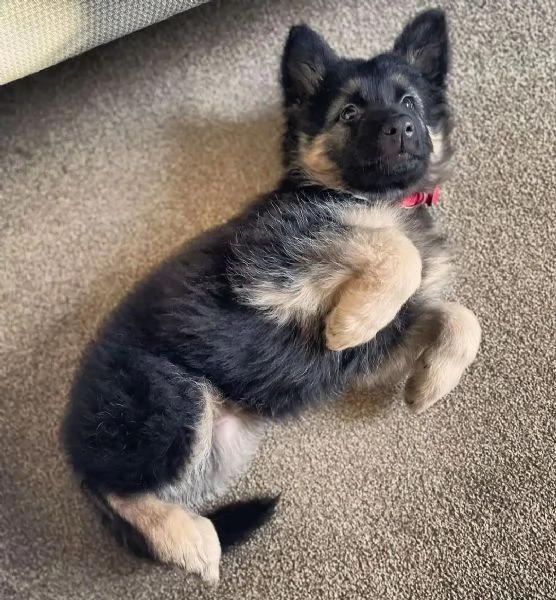 Cuccioli di pastore tedesco | Foto 3