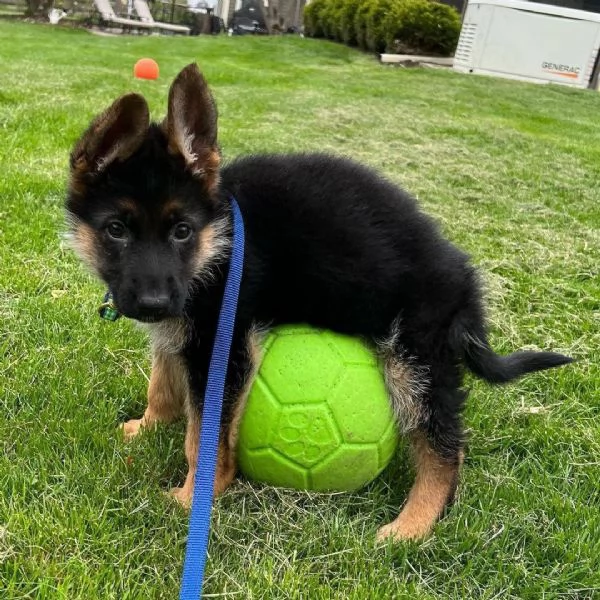Cuccioli di pastore tedesco | Foto 2