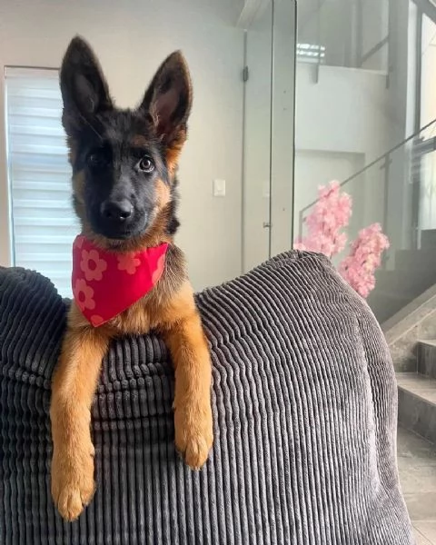 Cuccioli di pastore tedesco | Foto 1