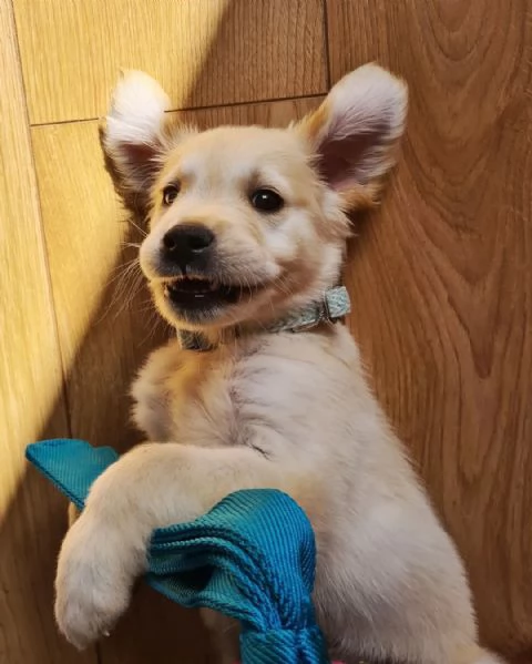 Cuccioli di Golden Retriever | Foto 1