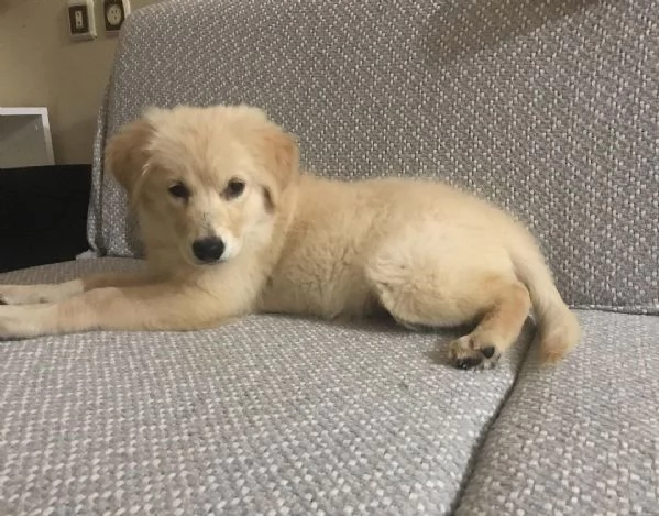 Cuccioli di Golden Retriever