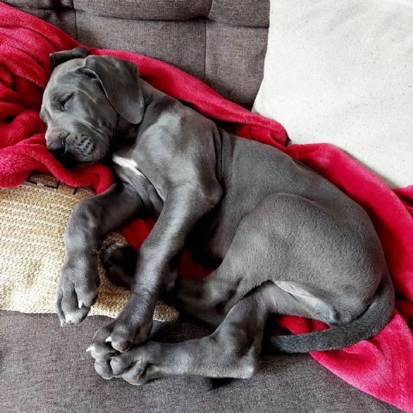 Cuccioli di alano | Foto 6