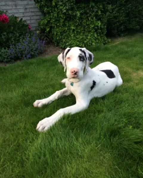 Cuccioli di alano | Foto 5