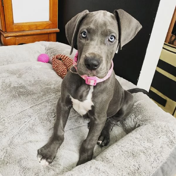 Cuccioli di alano | Foto 4