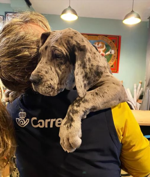 Cuccioli di alano | Foto 3