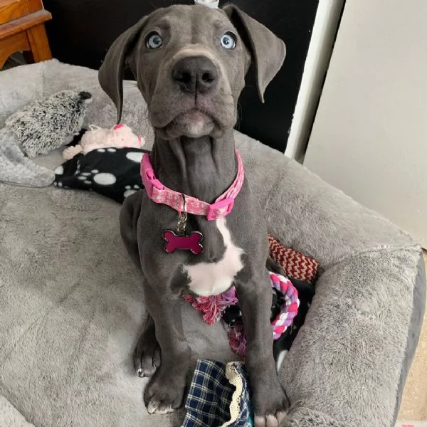 Cuccioli di alano | Foto 2