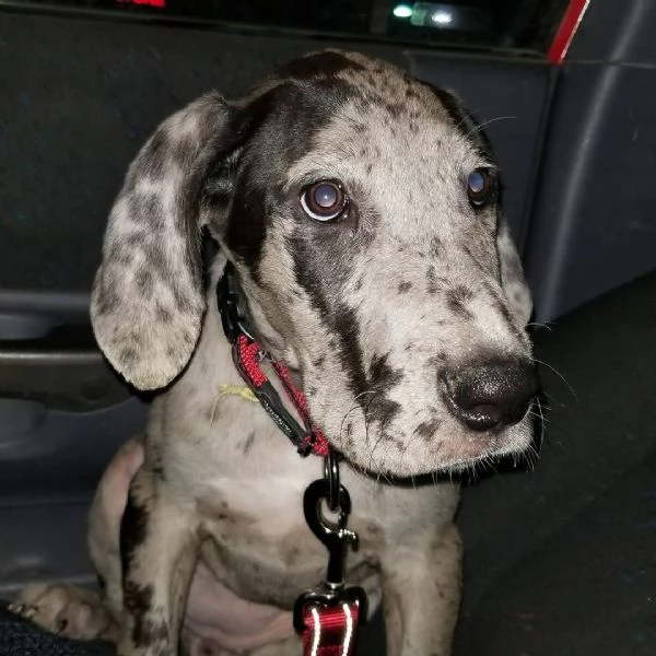 Cuccioli di alano | Foto 1