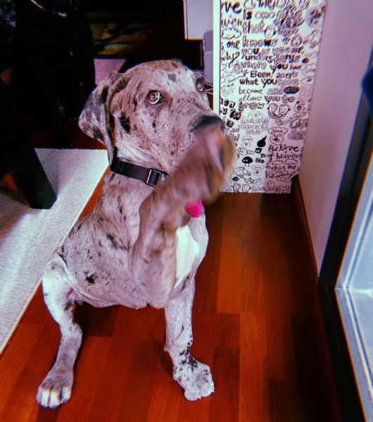 Cuccioli di alano | Foto 0