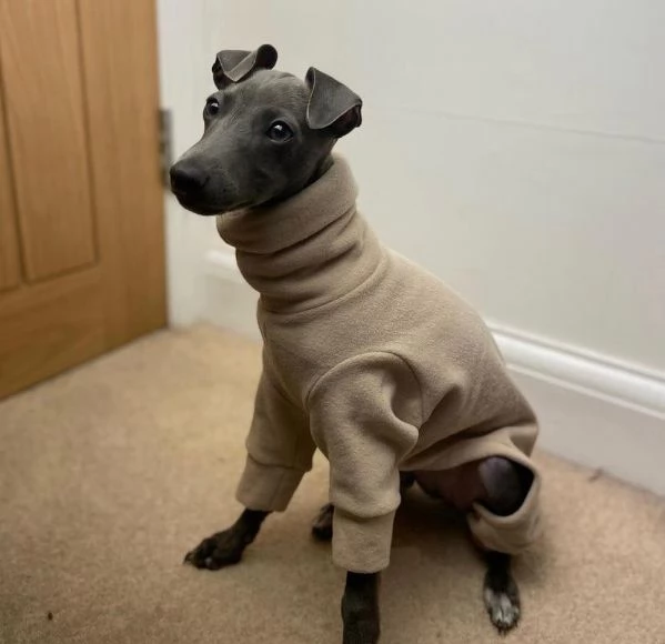 Cuccioli di levriero italiano | Foto 3