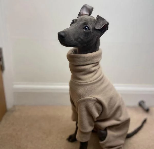 Cuccioli di levriero italiano | Foto 2