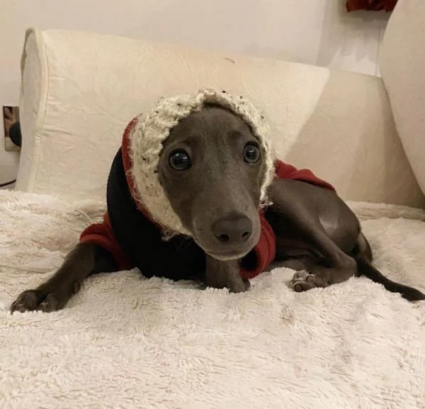 Cuccioli di levriero italiano | Foto 1