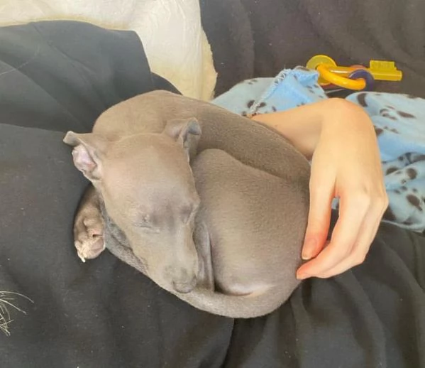 Cuccioli di levriero italiano | Foto 0