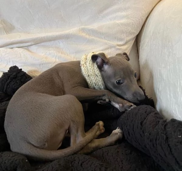 Cuccioli di levriero italiano