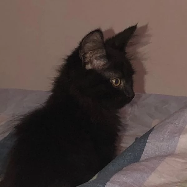 Gattini del Maine Coon | Foto 4