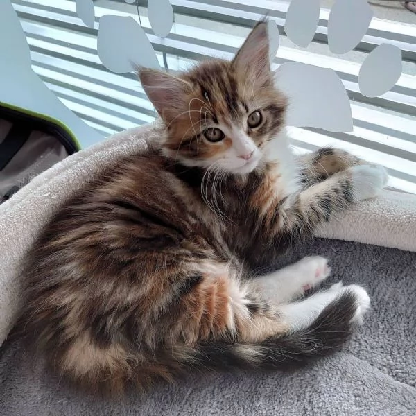 Gattini del Maine Coon | Foto 3