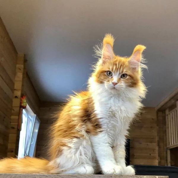 Gattini del Maine Coon