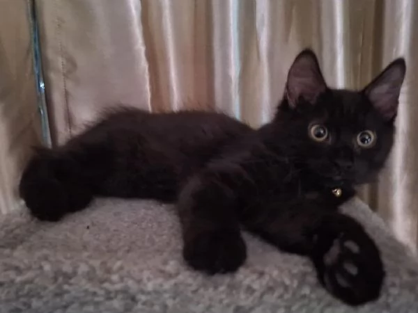 Gattini del Maine Coon | Foto 2