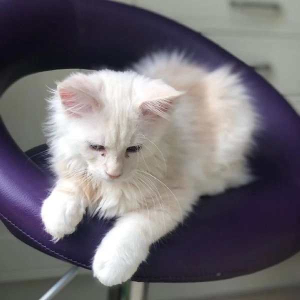 Gattini del Maine Coon | Foto 1