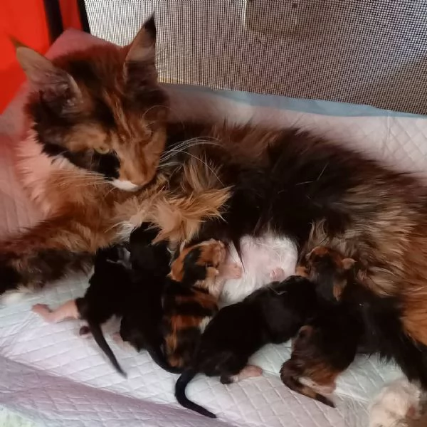 Gattini del Maine Coon | Foto 0
