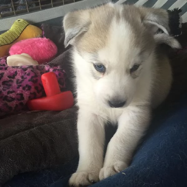 Cuccioli di husky siberiano | Foto 2