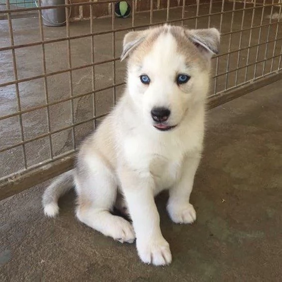 Cuccioli di husky siberiano | Foto 1
