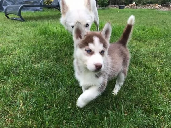 Cuccioli di husky siberiano | Foto 0