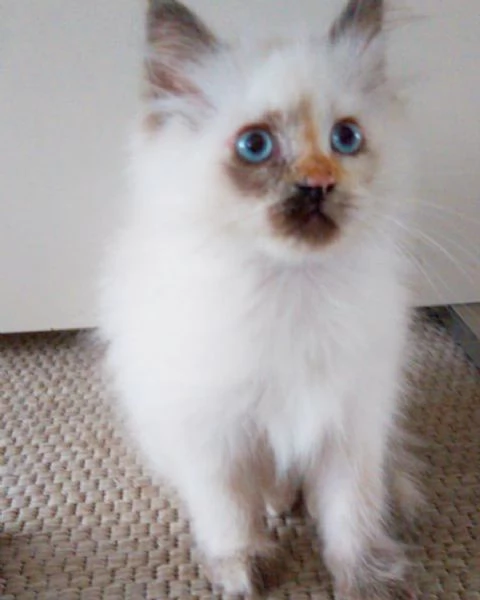 Gattini birmani | Foto 3