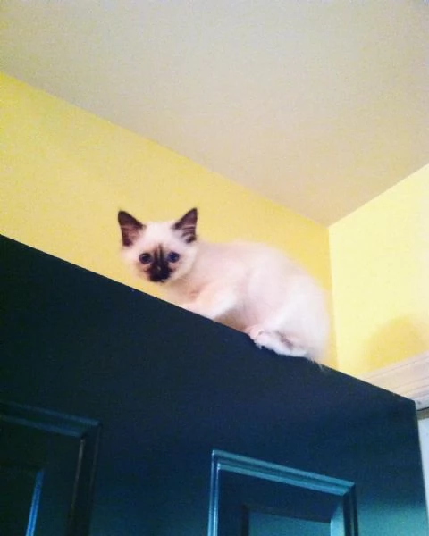 Gattini birmani | Foto 2