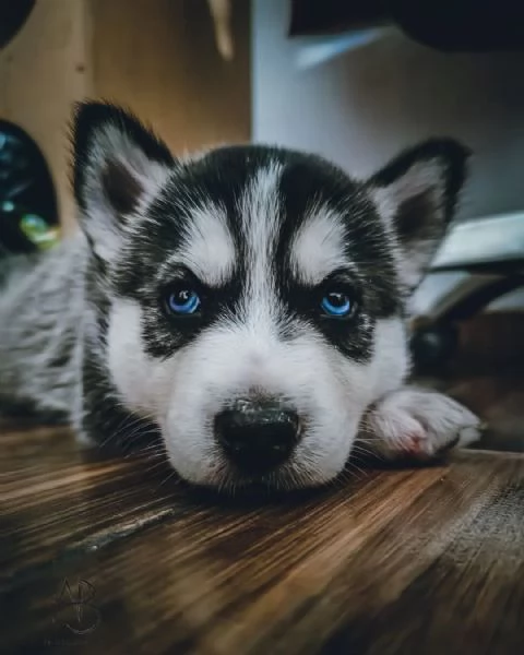 Cuccioli di husky siberiano