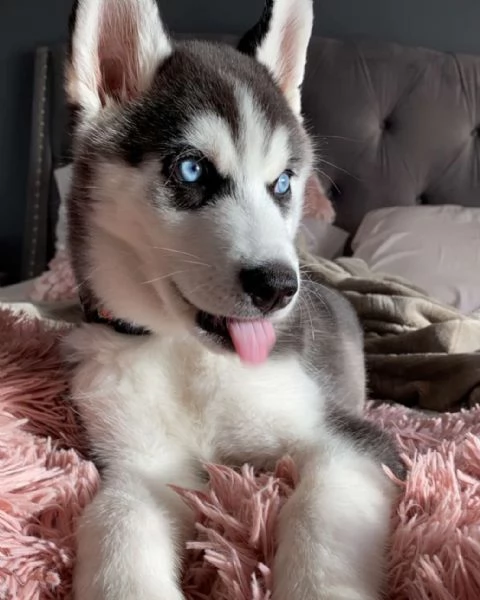 Cuccioli di husky siberiano | Foto 2