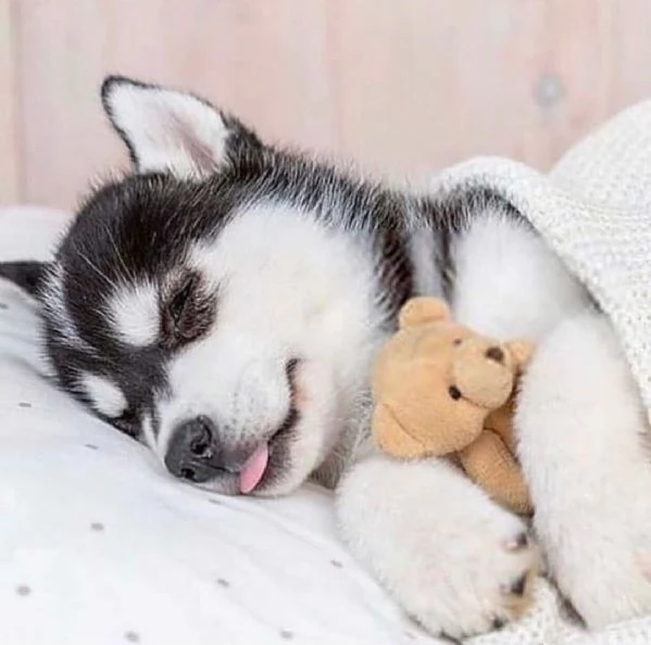 Cuccioli di husky siberiano | Foto 1
