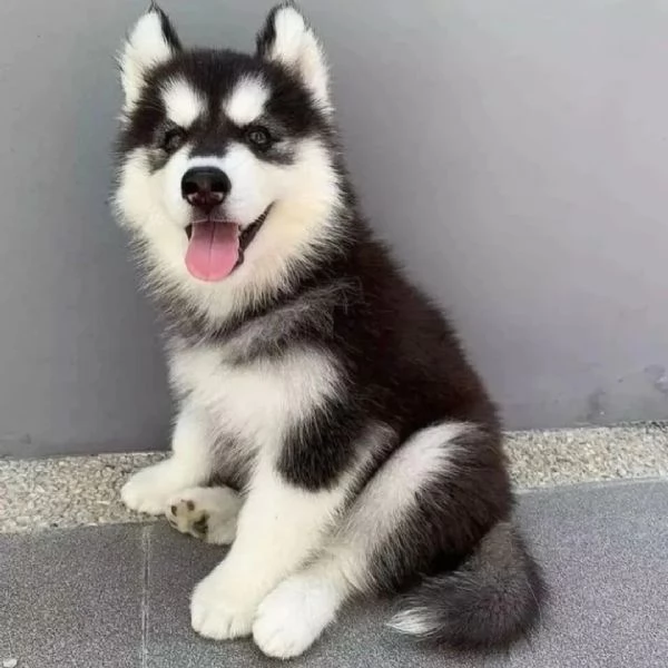 Cuccioli di husky siberiano | Foto 0